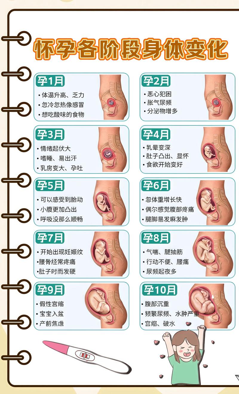 揭秘供卵代孕妈妈怀孕小腹分两节,孕期变化的奥秘定西代生机构:
